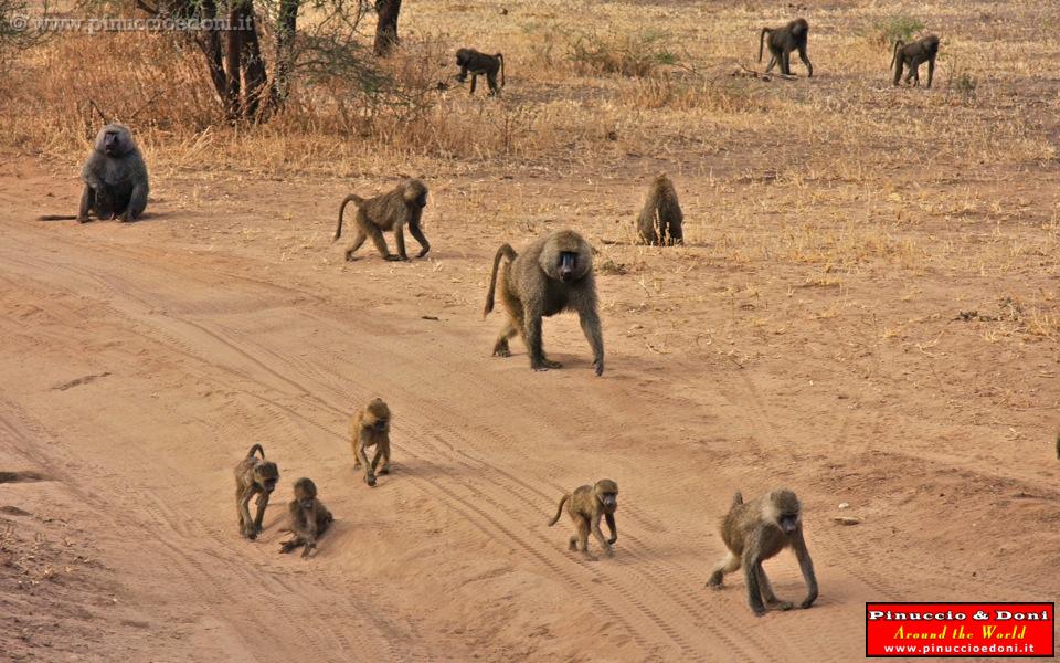TANZANIA - Tarangire National Park - 19 Babbons.jpg